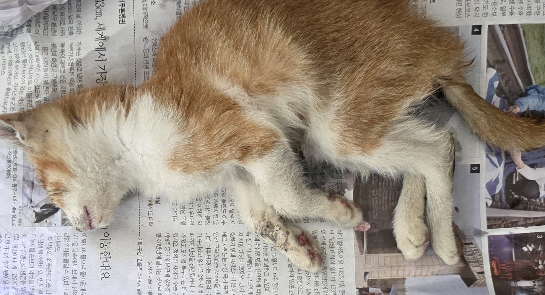 종료(자연사) 한국…